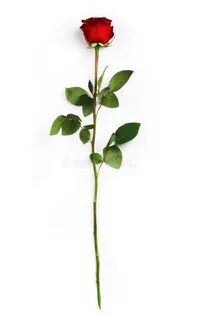 Long rose