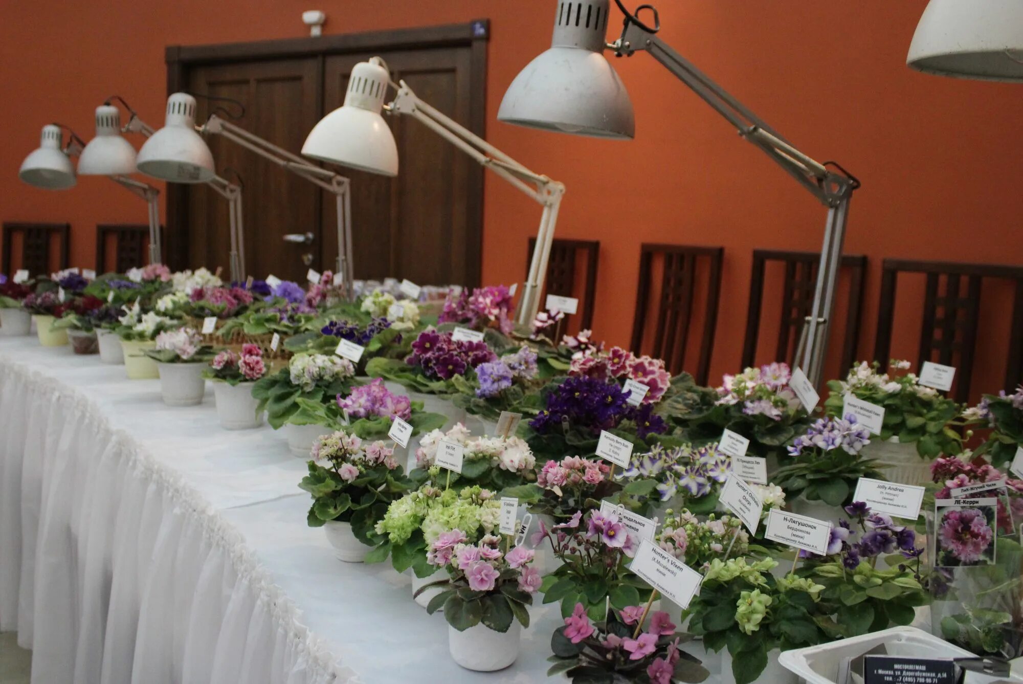 Выставка фиалок 2023. Коллекция фиалок светланы репкиной. Цветы в продаже в апреле. Выставка фиалок 2023. Дом фиалки на пятницкой выставка.