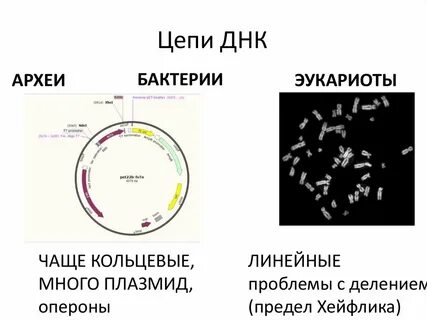 Введение плазмид в бактериальные клетки