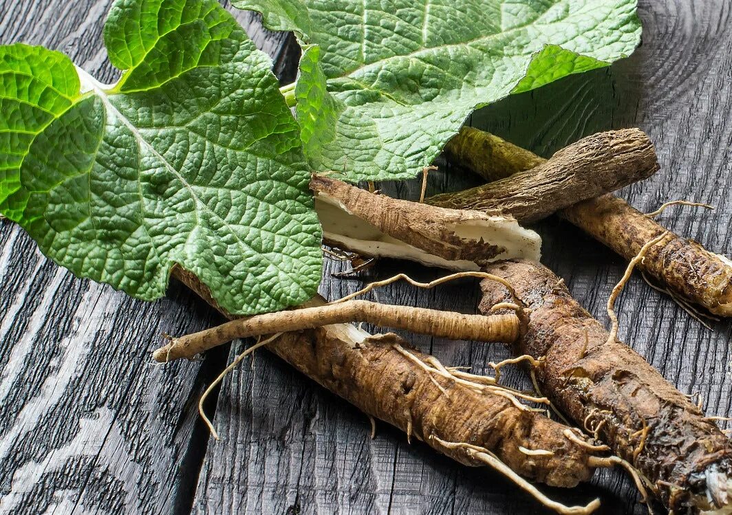 Лопух противопоказания к применению. Лопух корень. Корень репейника. Burdock root Tea. Лопух большой корень.