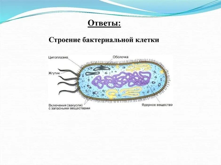 Названия основных частей бактериальной клетки. Строение бактериальной клетки простой рисунок. Нарисовать строение бактериальной клетки. Строение покариотической 7клетки.