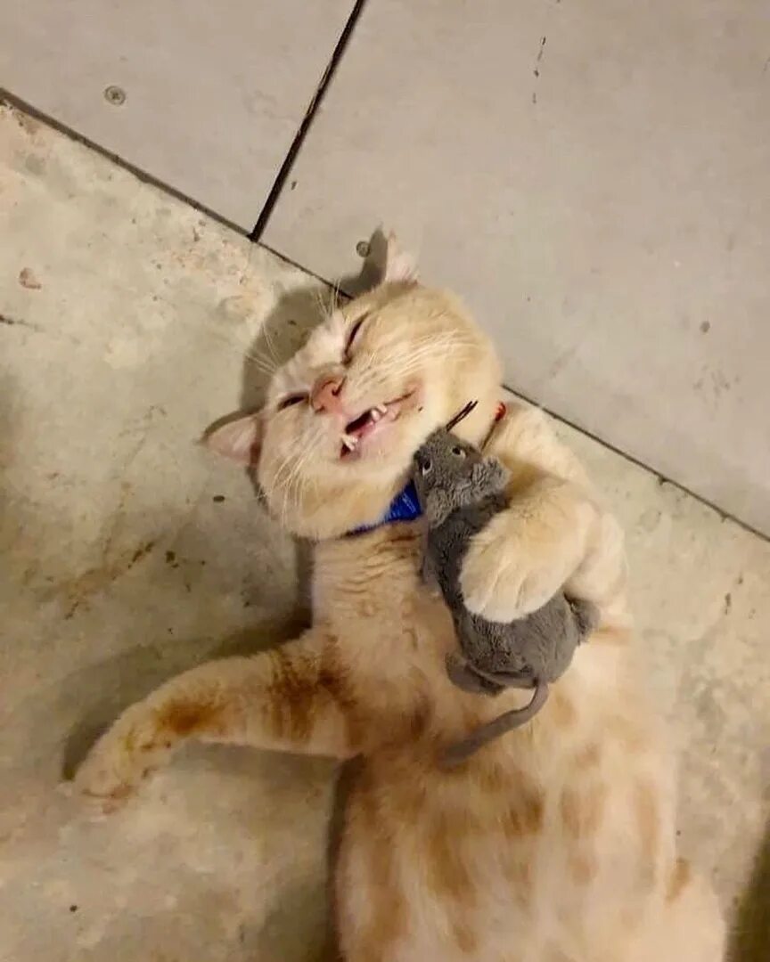 Упавший кот. Кот изображает голодный обморок. кошачий обморок. кот с плюшевой мышью в кафе.