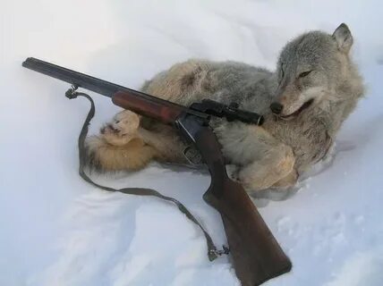Охота волка на кабана