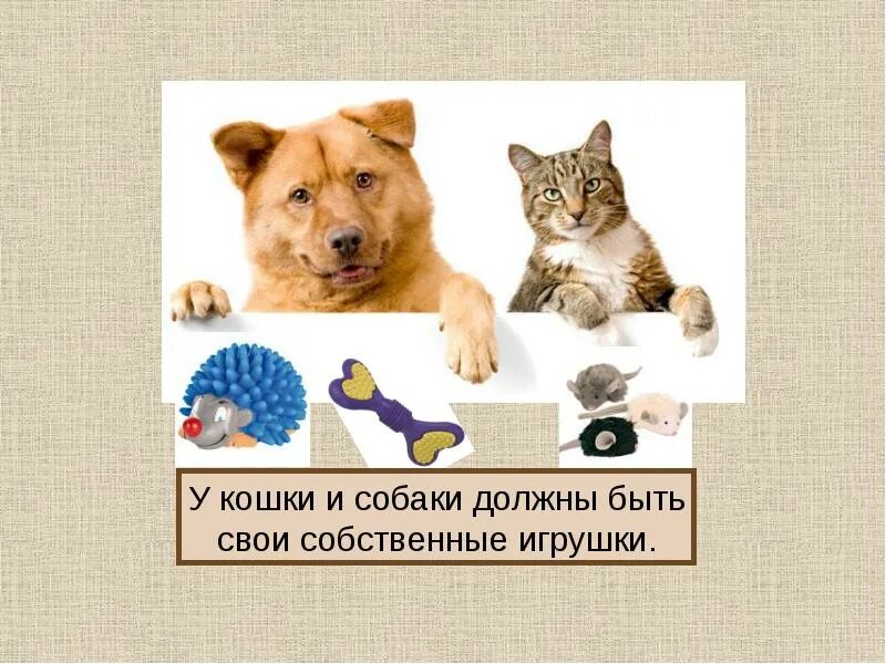 Про кошек и собак презентация окружающий. Кошки и собаки для презентации. Проект про кошек и собак. Слайд с кошкой и собакой. Слайд для презентации с собаками и кошками.