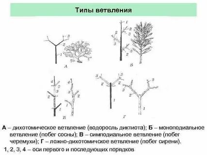 Ветвление побегов