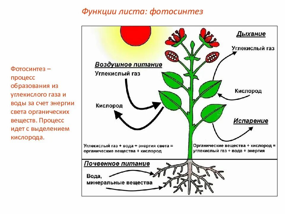 Как называется процесс листа. Жизнедеятельность растений. процессы жизнедеятельности растений. процесс жизнедеятельности растений размножение. обмен веществ у растений.