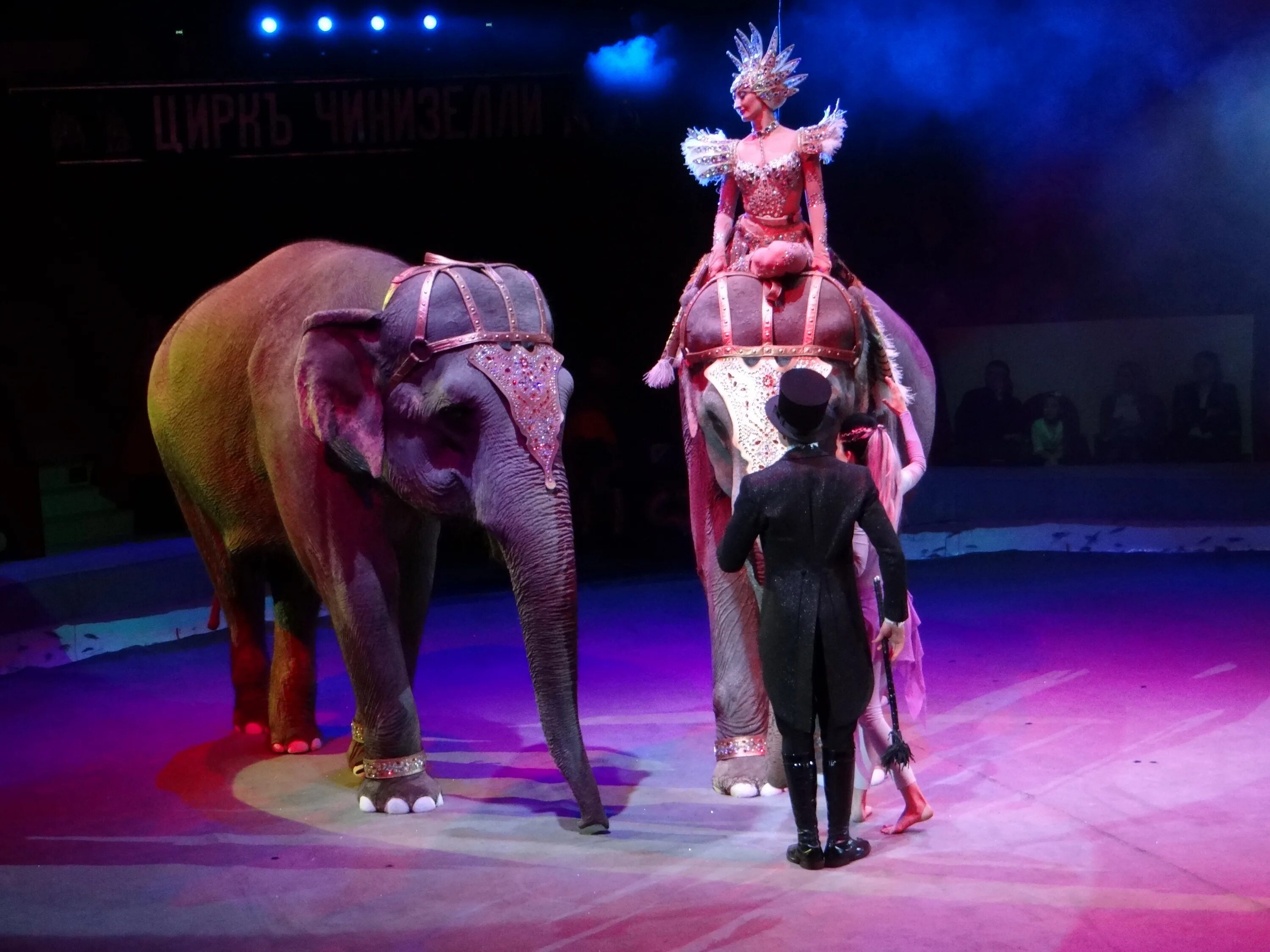 ижевский цирк цирк чинизелли. лидия самойлова цирк никулина. цирк. цирк шапито радуга. цирк шапито клоуны.