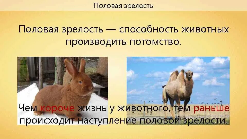 Половое созревание у млекопитающих. Половая зрелость животных. половое созревание у животных. половая зрелость животного это. наступление половой зрелости у животных.