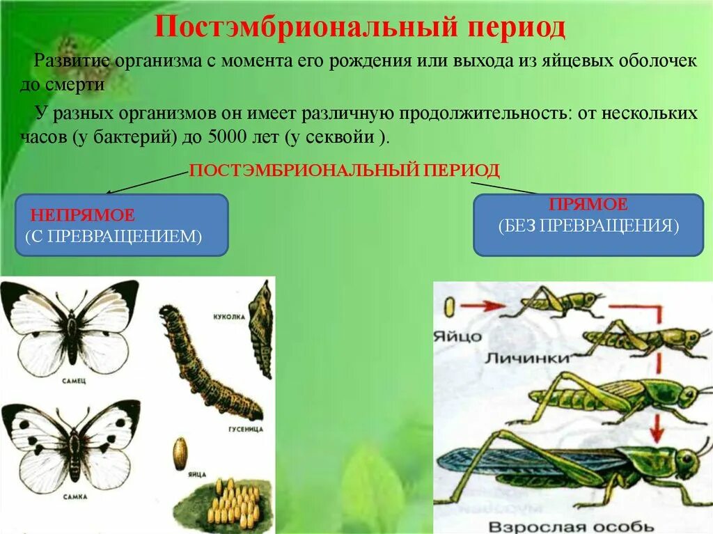 Назовите типы развития животных. Постимбриальный период. постэмбриональный период. стадии развития постэмбрионального периода. развитие организма.