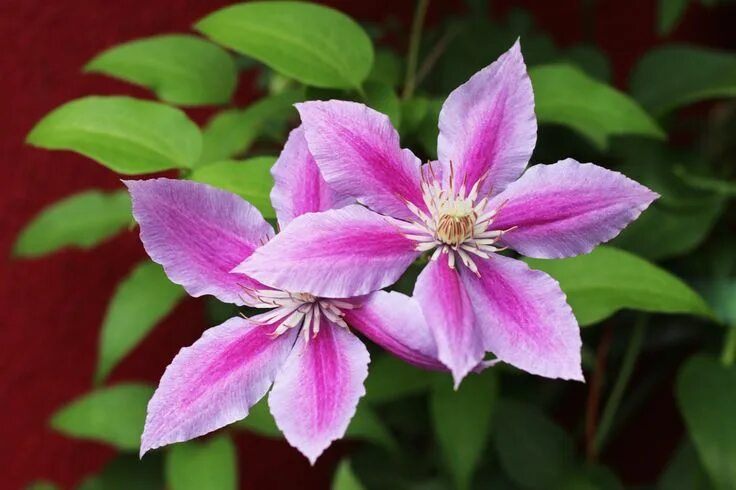 Клематис Тудор (Clematis Tudor) купить в Москве по низкой цене из питомника, дос