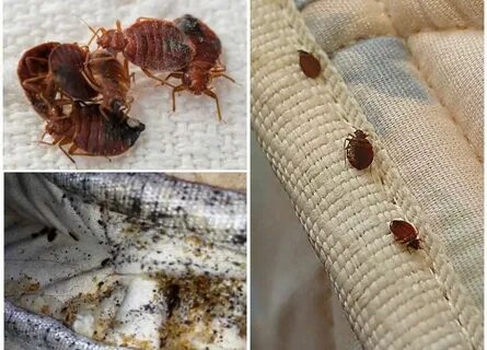 Дилдо порно міну