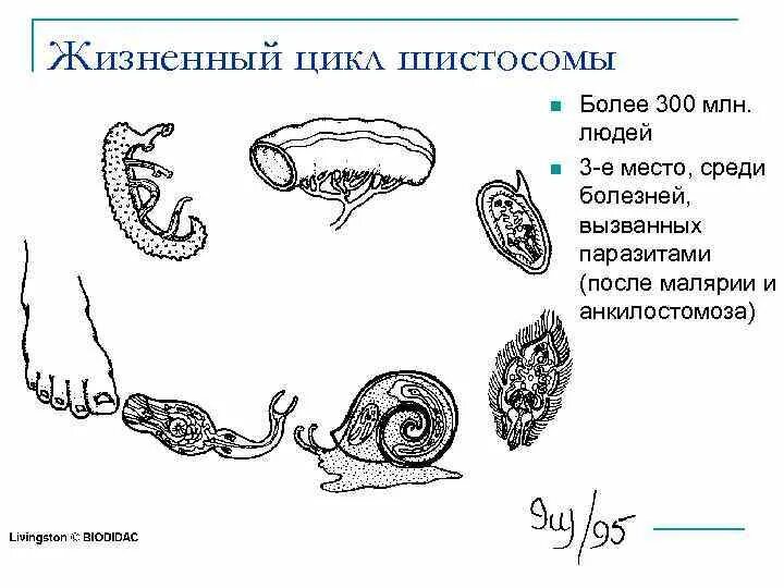 Жизненный цикл шистосомы. Жизненный цикл шистосом схема. Кровяной сосальщик жизненный цикл. Цикл шистосомы кровяной.