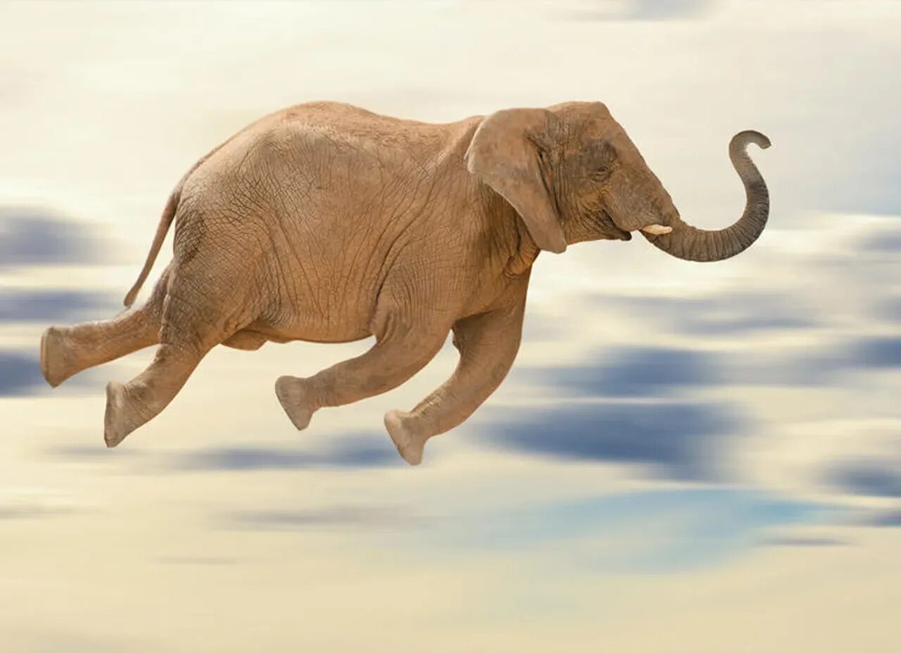 Слон. Слон летит. Летающий Слоник. Слон прыгает. Elephants are big cats