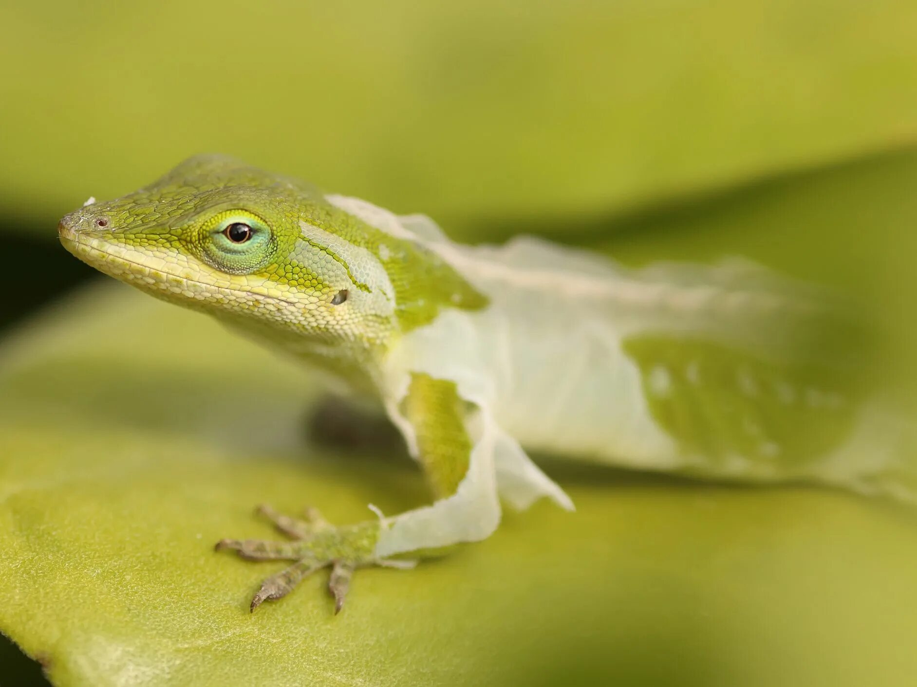 Североамериканский красногорлый анолис. Линька ящерицы. Линька змеи. Линька хамелеона йеменского. Пресмыкающиеся сбрасывают кожу.