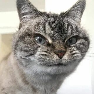 Довольно злой