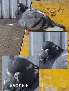 Узбиген курлык мурлык