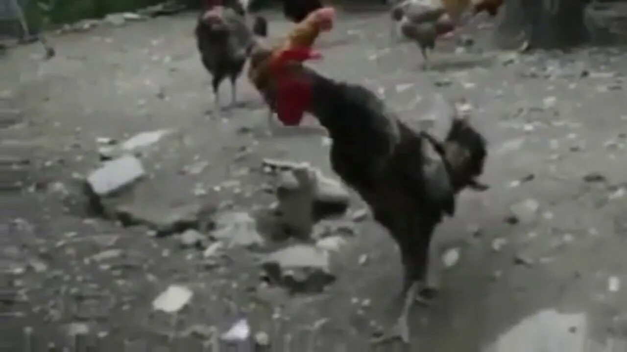 Петух кукарекает. Петух. Поют петухи видео. Бойцовые петухи. Дакан шамо.