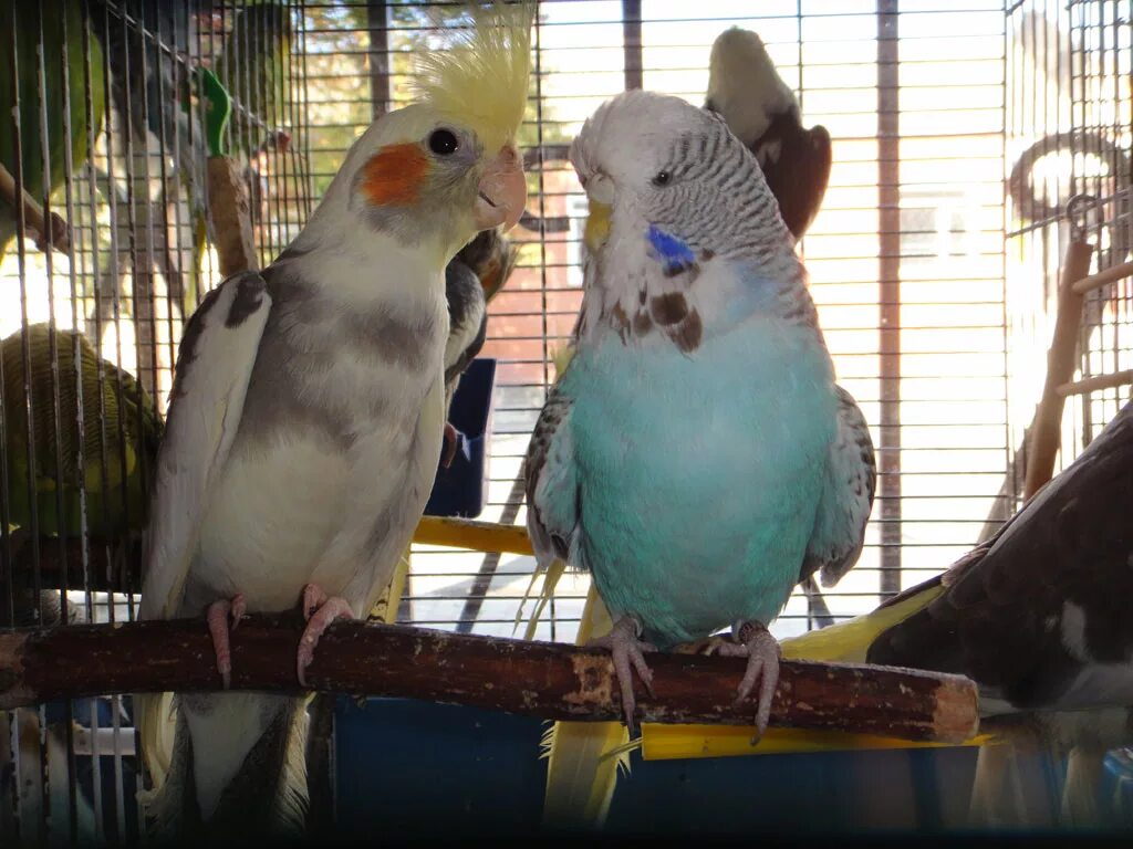 Волнистый попугай чех. Выставочный попугай чех. Полукровки попугаи чехи это. Волнистые попугаи лейсвинги. Купить ввп попугая.