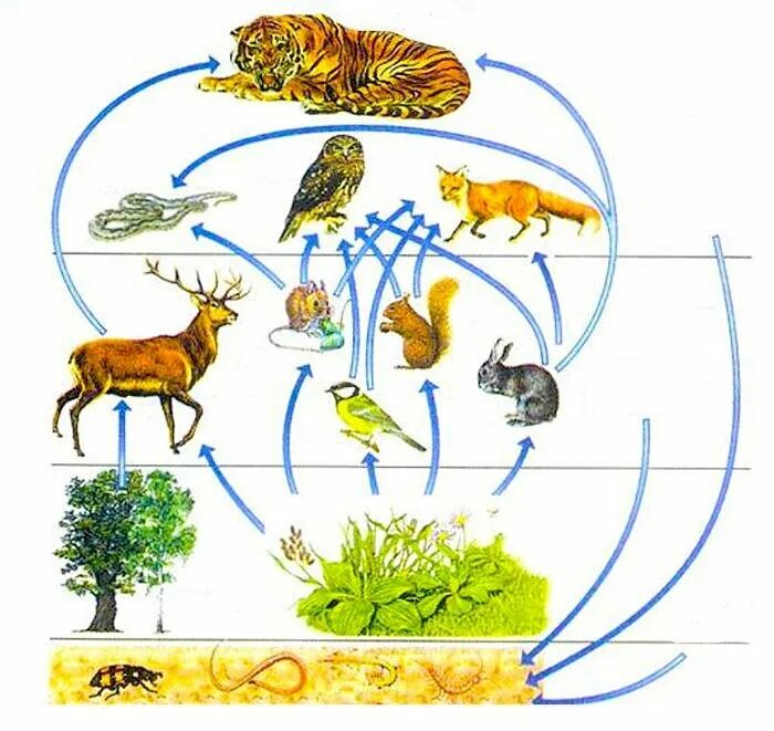 Цепь питания животных в широколиственных лесах. Пищевая цепь пищевая сеть трофические уровни. Цепи питания животных консументы редуценты. Трофическая структура сообщества. Сколько видов живых организмов существует на земле