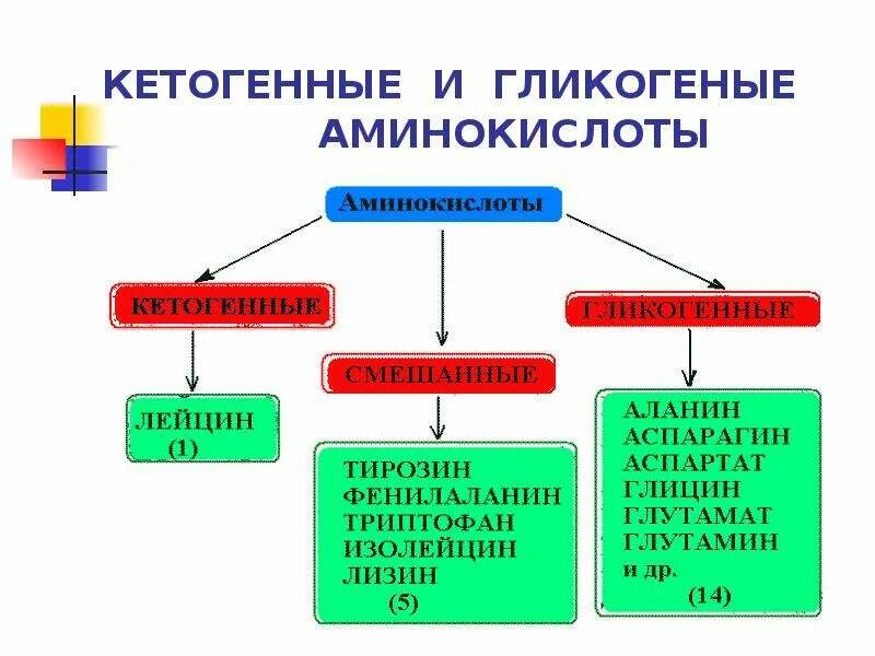 Гликогенные и кетогенные аминокислоты. Классификация аминокислот кетогенные глюкогенные. Гликогенные аминокислоты. Глюкогенные аминокислоты.