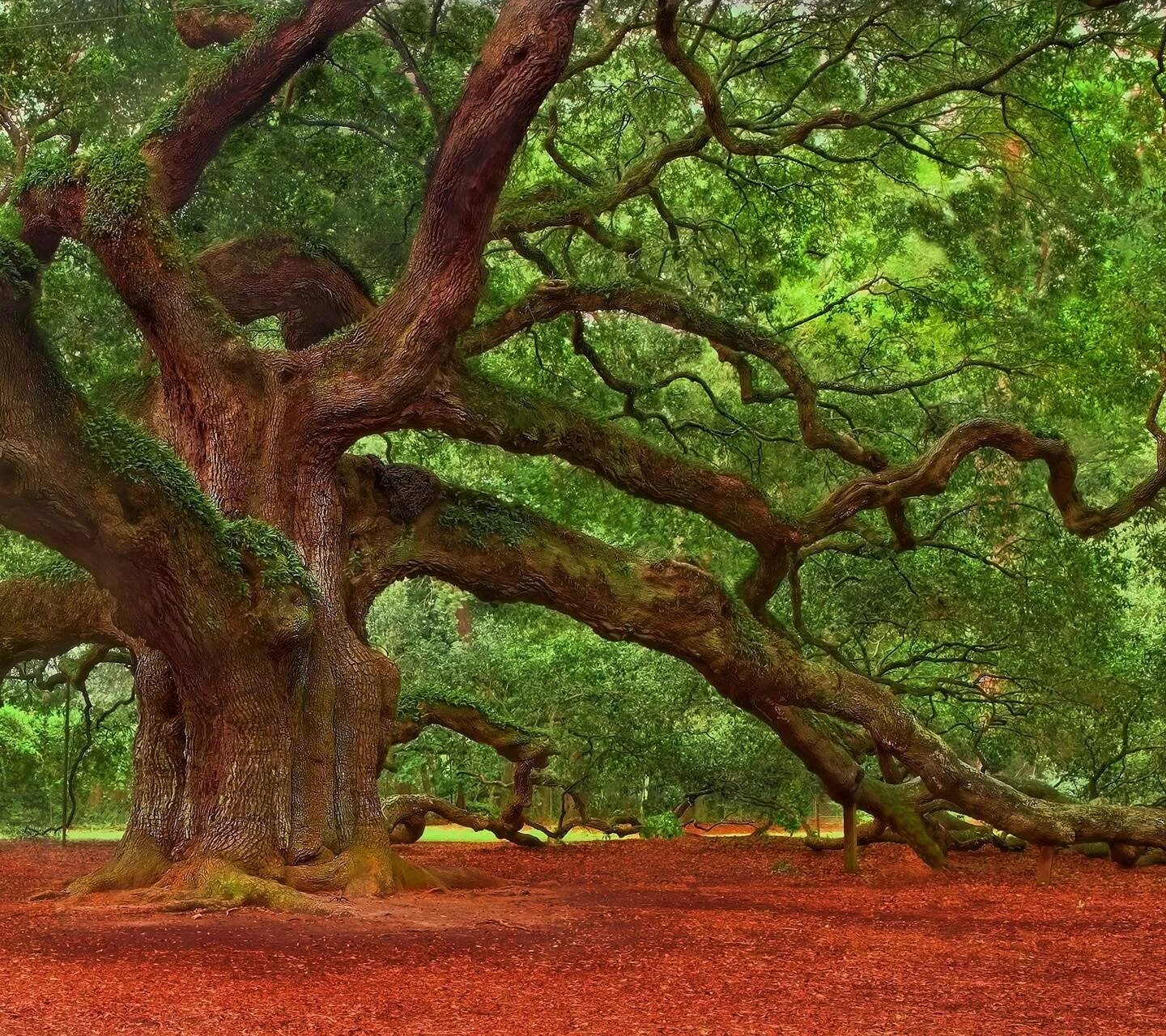 Кайя сенегальская дерево. Делоникс королевский камелия. Огненное дерево делоникс королевский. Дерево делоникс фламбоян королевский. Крымский махагони дерево.