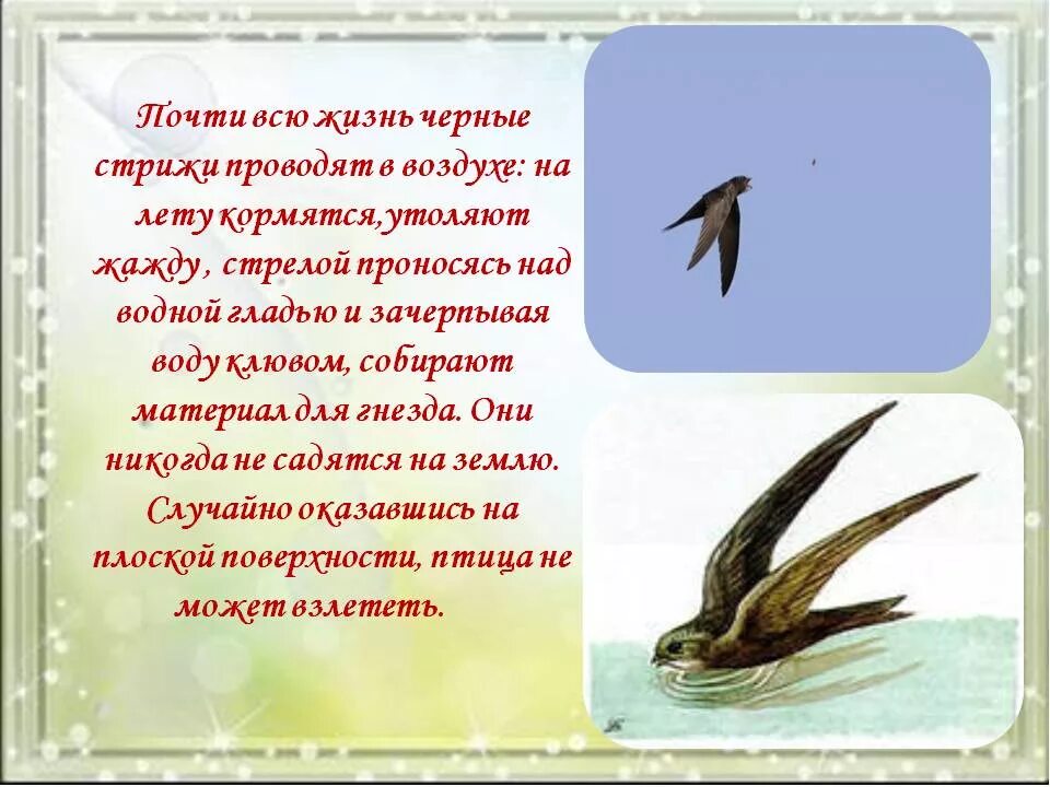 Стрижи сообщение 4 класс литературное чтение. Факты о стрижах. интересные сведения о стрижах. познавательные факты о стрижах. интересное сообщение о стрижах.