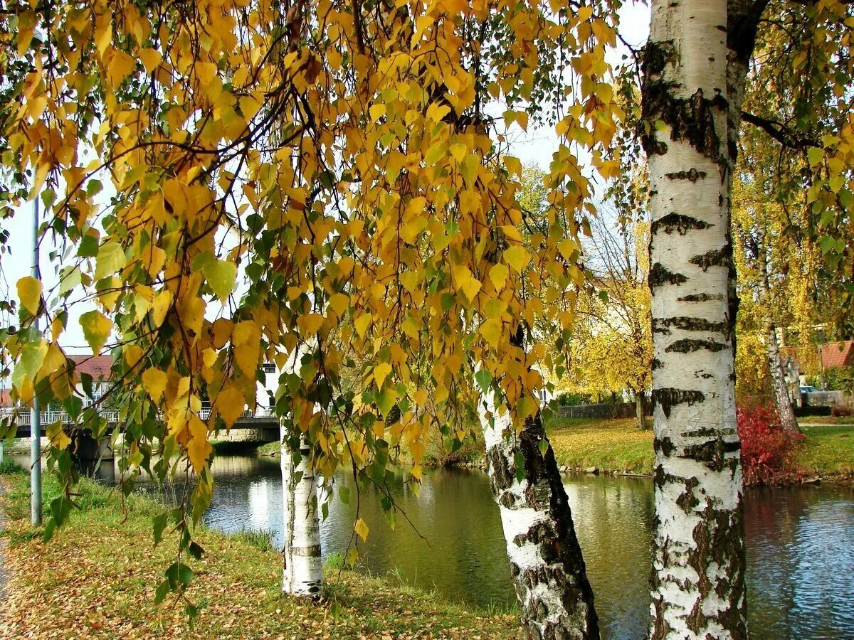 Красуются березки. Береза осенью. Береза осень. Золотая осень березы. Осенняя Березка.