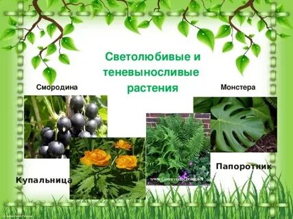 Какие древесные растения относят к светолюбивым