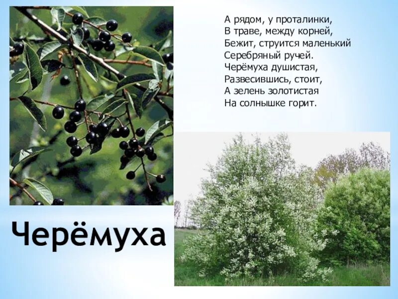 Бежит струится маленький серебряный ручей