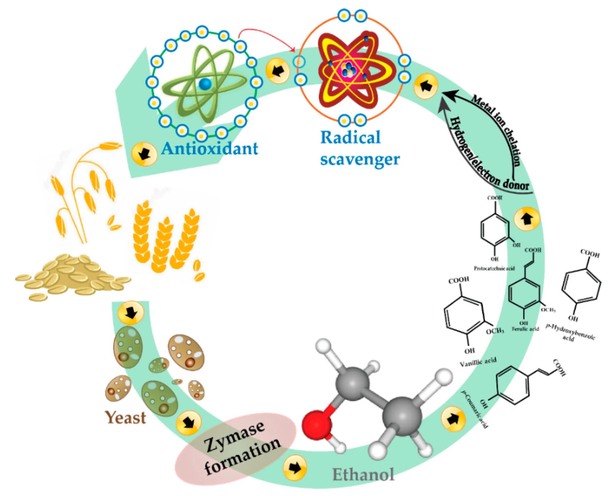 Antioxidant journal