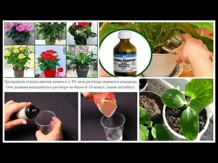 Перекись для комнатных растений