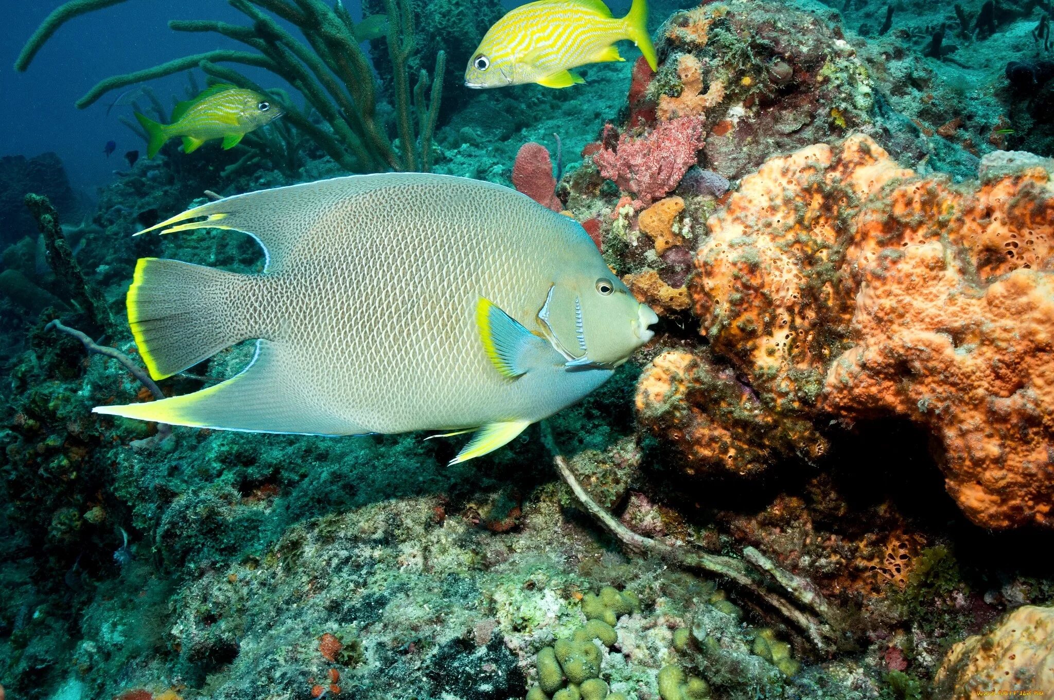 Апистограмма рамирези (цихлида-бабочка). Дискус рыбка аквариумная. Разноцветные рыбки. Стикер с рыбой prikol22. 15 рыб.