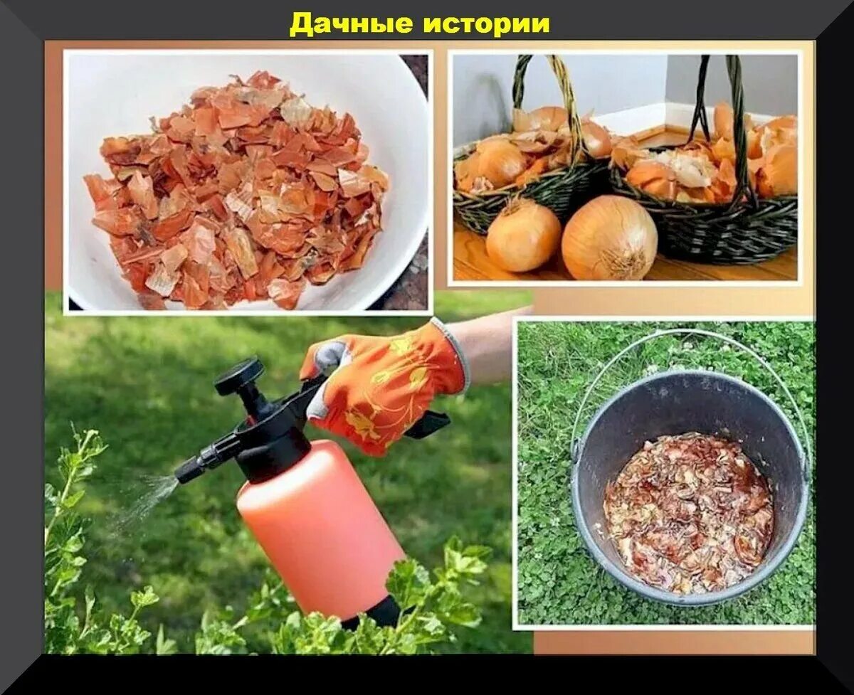 Куда использовать лук