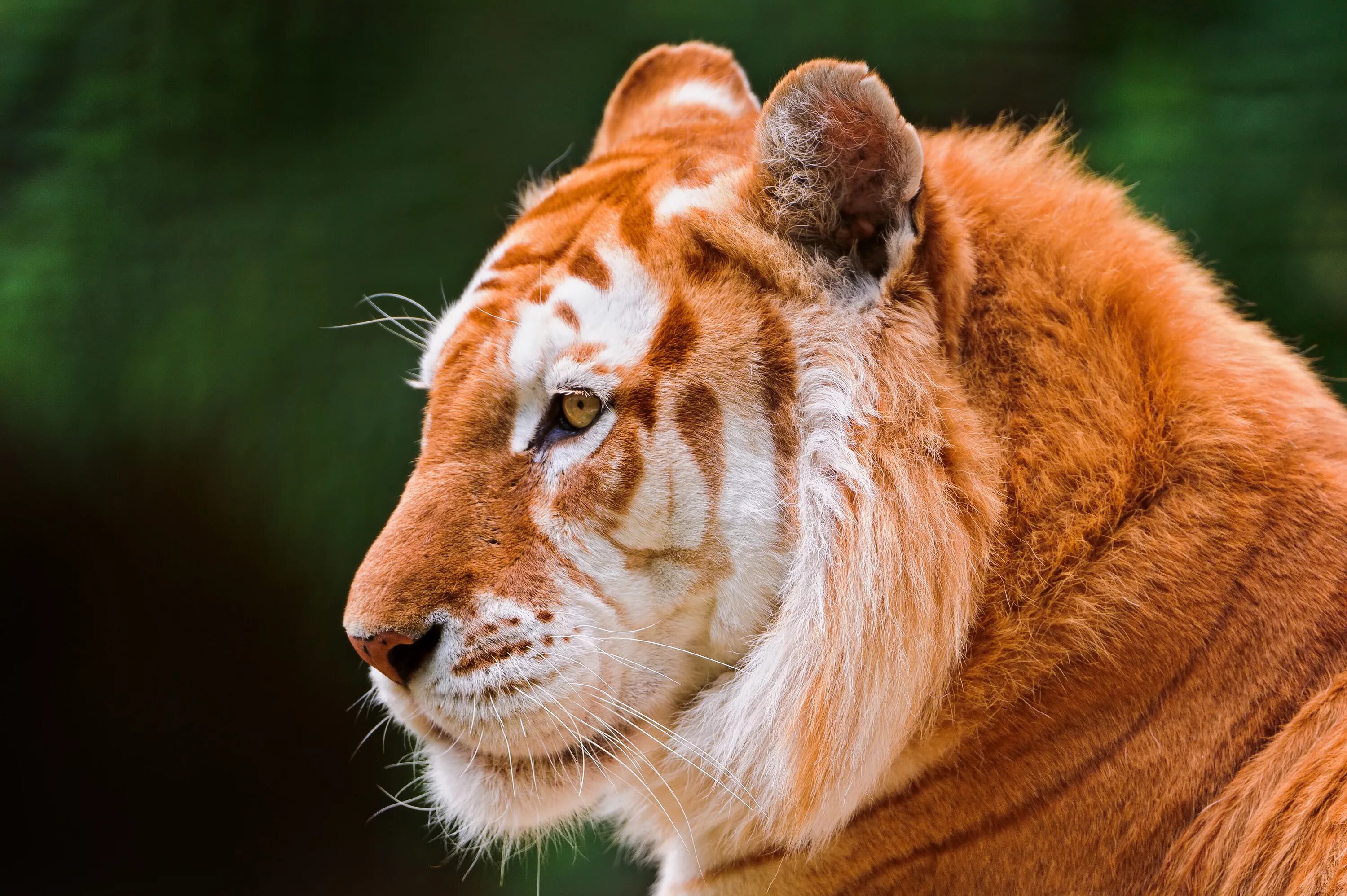Картинки разное. Голден Тайгер тигр. Золотой бенгальский тигр. Красивый тигр. Тигр морда.
