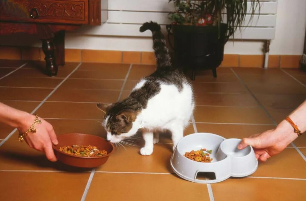 Что ест кошка в домашних условиях. Кормление домашних животных. Еда для кошек. Кормежка животных. Накормить кота.