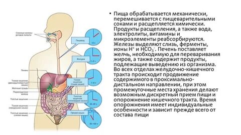 Пищеварительные ферменты что это