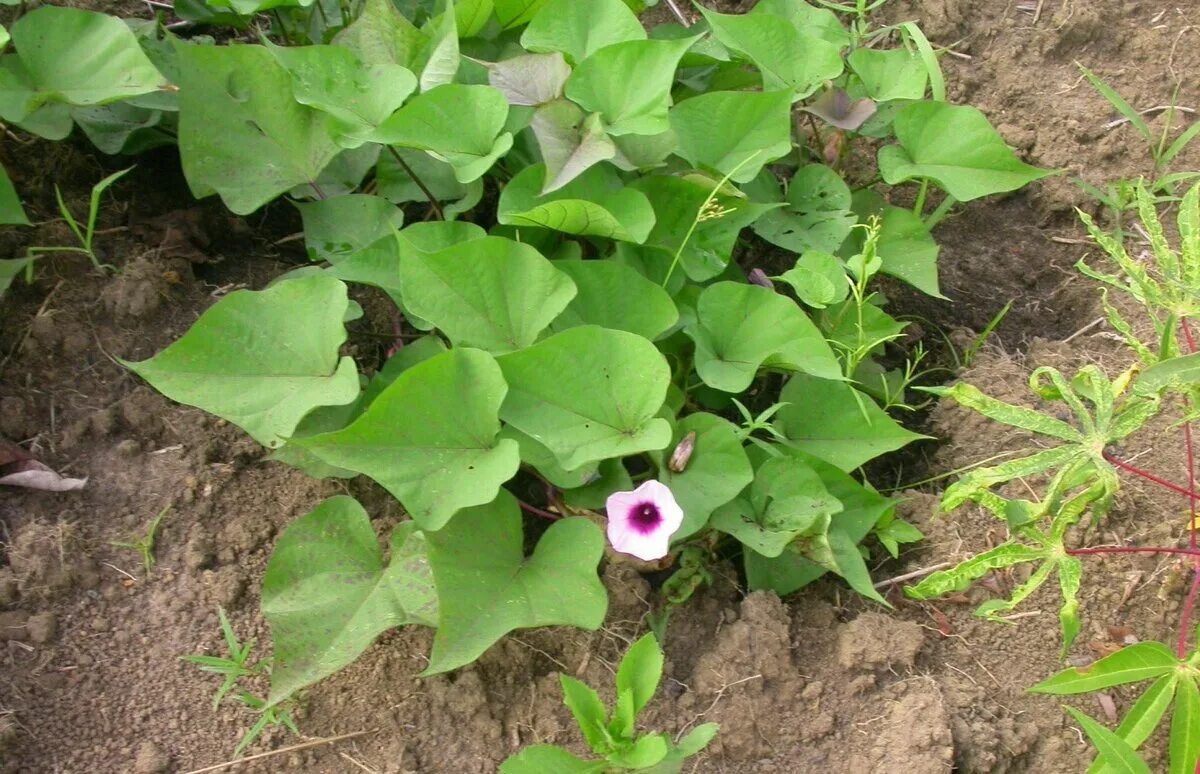Discover the Beauty of Ipomoea Margarita