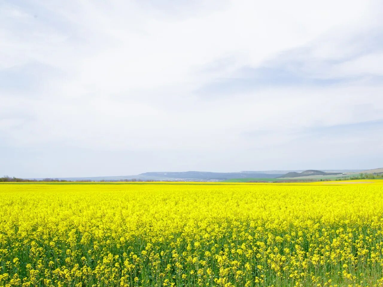 Поле подсолнечника. Липецкая область поля рапса. Field Yellow Green. Field like