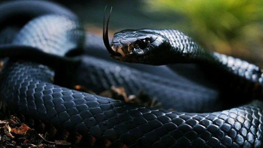 Черная змея год. Черный Аспид змея. Чёрная мамба змея. Чёрная мамба змея и гадюка. Самая ядовитая змея черная мамба.
