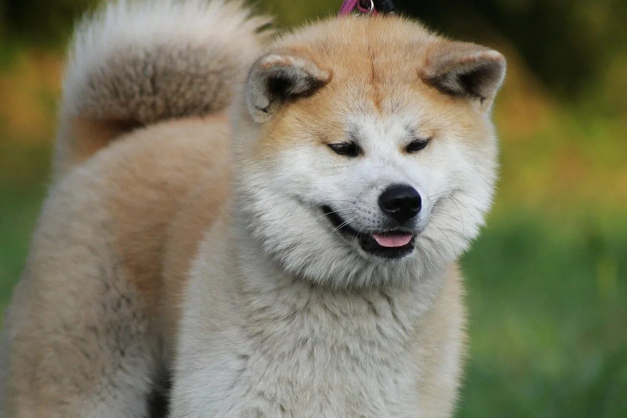 Акита-ину. Порода Акита ину. Японская Акита. Японская собака Акита.