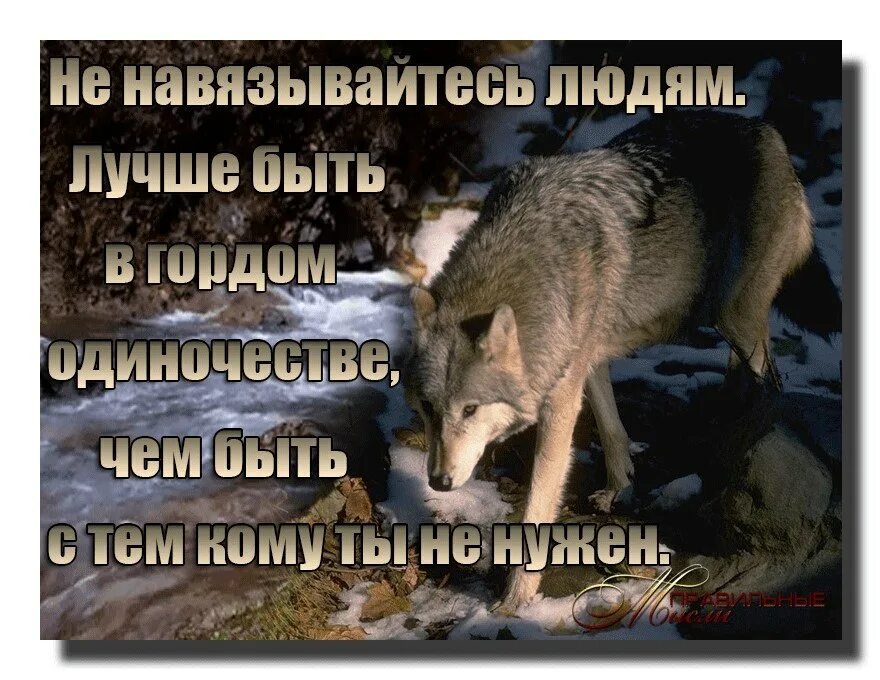 С волками жить по Волчьи выть. С волками жить по Волчьи. Среди Волков жить по Волчьи выть. С волками жить по Волчьи выть значение.