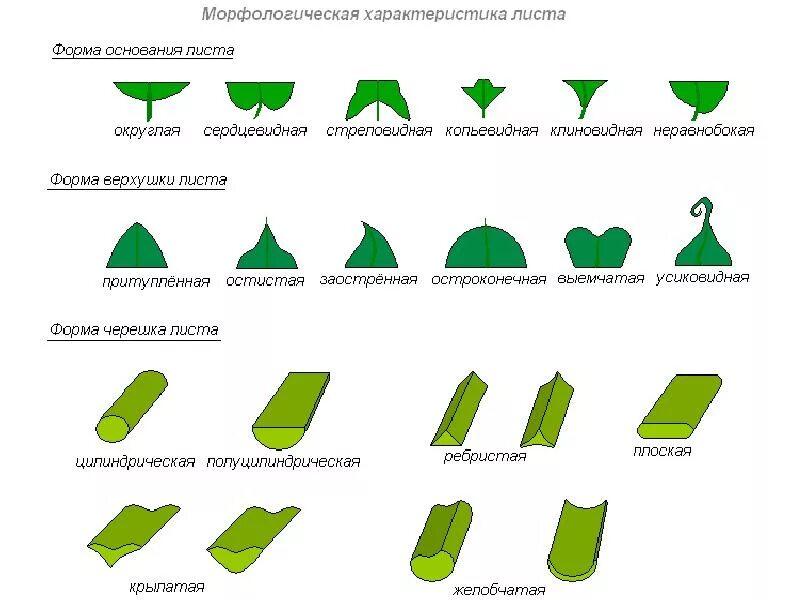 Листья по форме листовой пластинки. По форме основания листовой пластинки. форма основания листовой пластинки. форма верхушки листовой пластинки. верхушка и основание листовой пластинки.