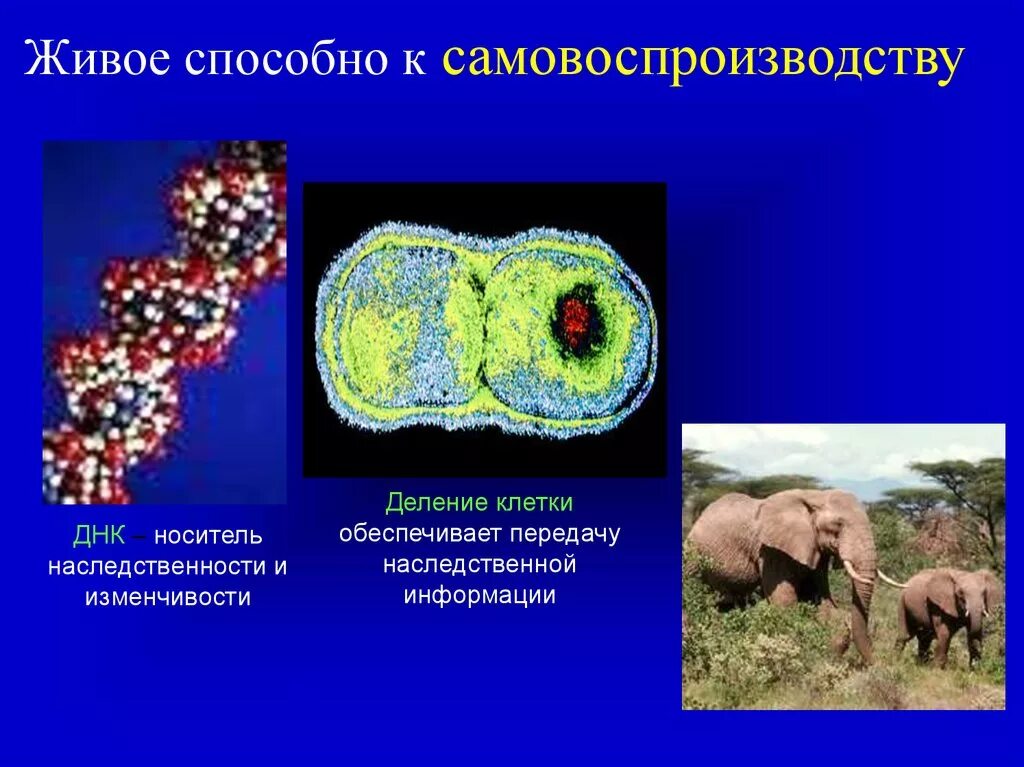 Обеспечивает передачу наследственной. Передача наследственной информации клетки. днк носитель наследственности. обеспечивает передачу наследственной информации. материальные носители наследственности на молекулярном уровне.