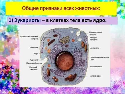 Какие структуры формируются в эукариотах