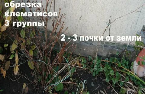 Клематис 3 обрезки как обрезать
