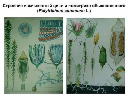Клетка коробочки кукушкиного льна
