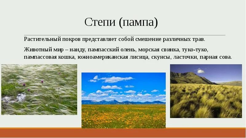 Степи пампа южной америки. Растительный мир степей южной америки. Растительности степи помпа. Растения пампы южной америки. Климат пампы в южной америке.