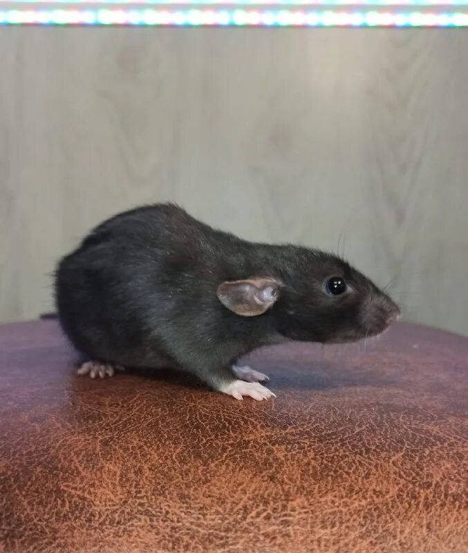 Крыса тг. Добрый крыс питомник. Крыса бежевая. Бежевая крыса дамбо. Крыса тг.