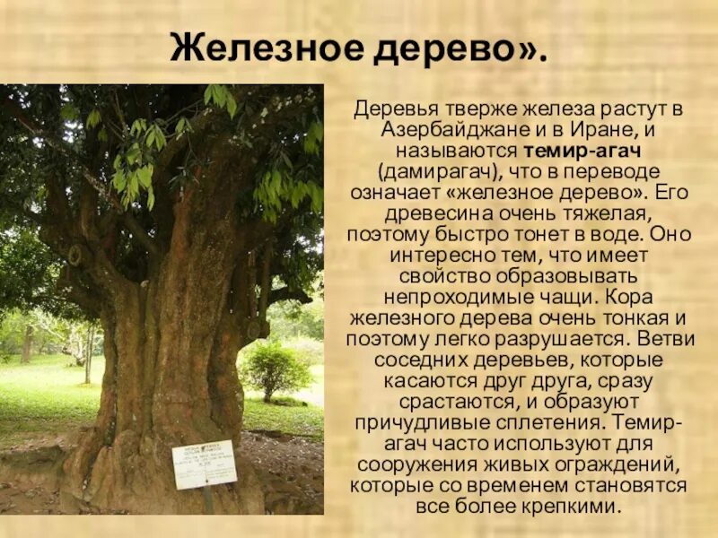 Железное дерево фото http:///-LHUyG0F00hQ/Tj5yObBjC0I/AAAAAAAAAAo/UhxddWK4ijU/s1600/