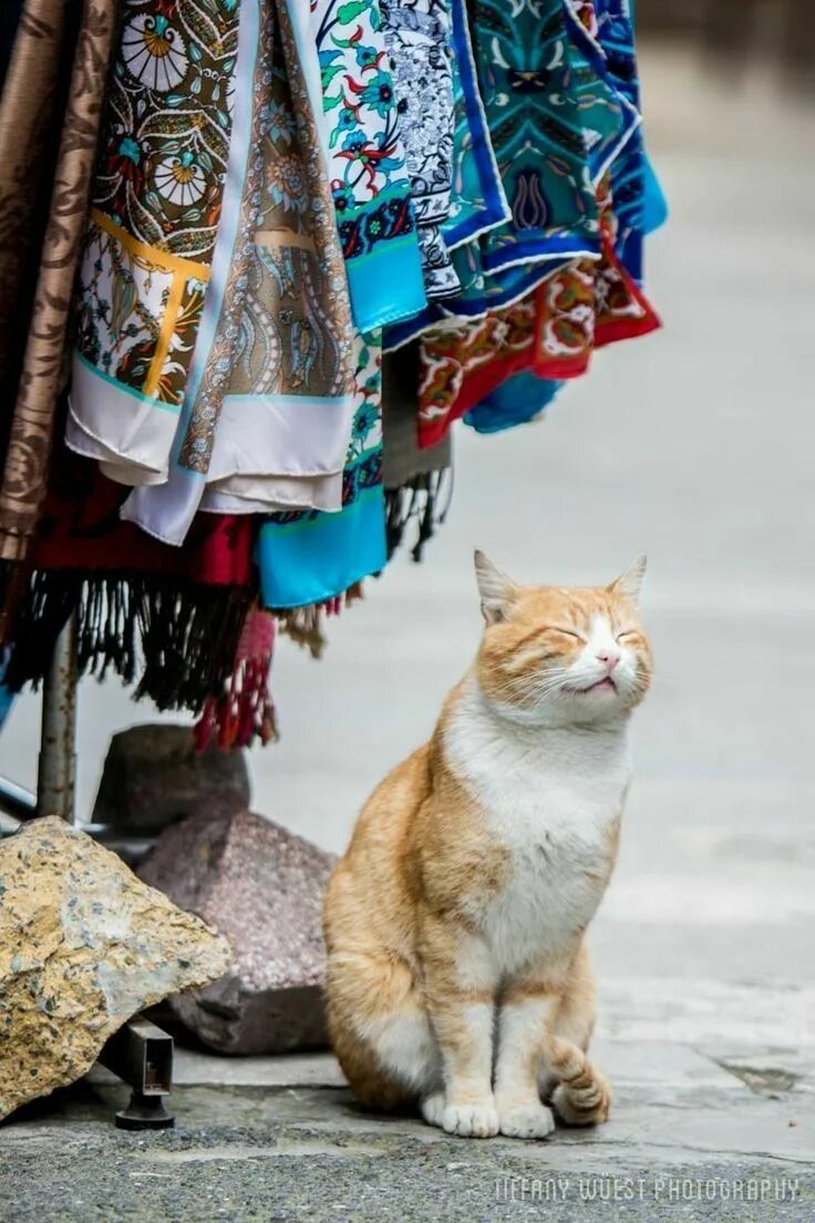 Turkey cats. Стамбульские коты. Турецкие котики. Турецкие кошки уличные. Котики в Турции.